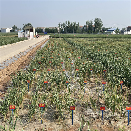 大蒜重要性狀遺傳機(jī)制解析